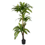 Διακοσμητικό φυτό Dracaena I σε γλάστρα πράσινο pp Υ170εκ
