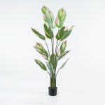 Διακοσμητικό φυτό σε γλάστρα Aglaonema πράσινο Φ80x150εκ
