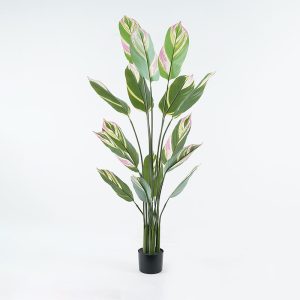 Διακοσμητικό φυτό σε γλάστρα Aglaonema πράσινο Φ80x150εκ